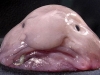 blobfish-pic-caters-771402167